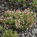 Red Stonecrop - Photo (c) lcardena, some rights reserved (CC BY-NC-SA), uploaded by lcardena