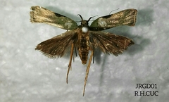 Dichomeris viridella