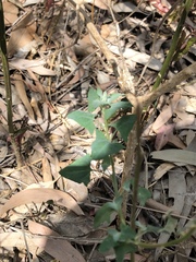 Chenopodium trigonon stellulatum