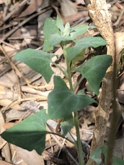 Chenopodium trigonon stellulatum