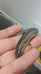 Chalcides ocellatus