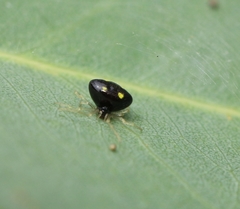 Theridula gonygaster