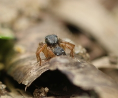 Stenaelurillus lesserti