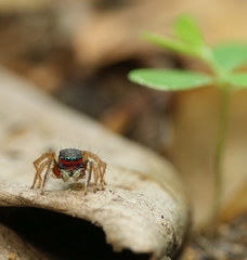 Stenaelurillus lesserti