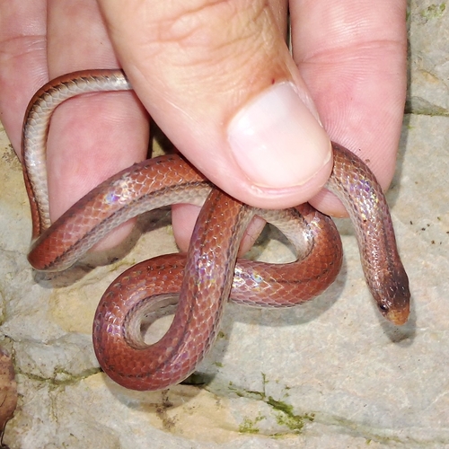 Common Island Racer