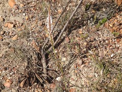 Micranthus filifolius