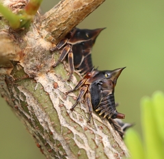 Oxyrhachis