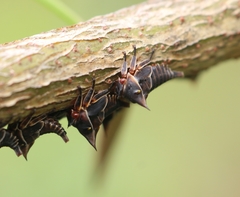 Oxyrhachis