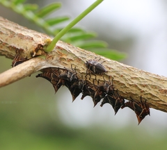 Oxyrhachis
