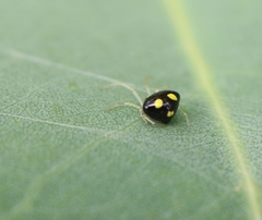 Theridula gonygaster