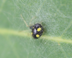 Theridula gonygaster