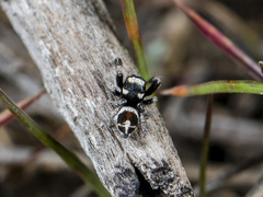 Pellenes geniculatus