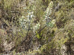 Lobostemon argenteus