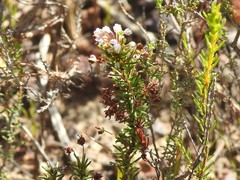 Erica rubiginosa