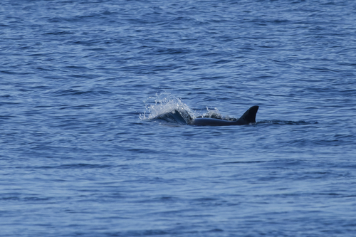 Tursiops truncatus