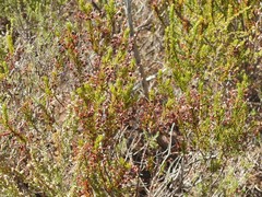 Erica rubiginosa