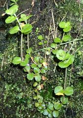Epilobium rotundifolium