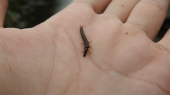 Annulipalpia