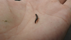 Annulipalpia
