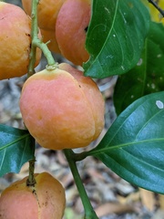Toechima erythrocarpum