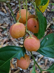 Toechima erythrocarpum