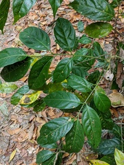 Toechima erythrocarpum