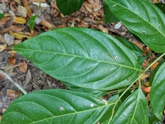 Toechima erythrocarpum