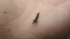 Annulipalpia