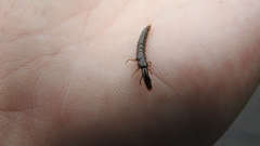 Annulipalpia