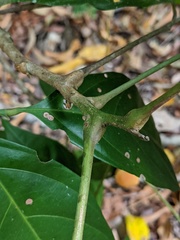 Toechima erythrocarpum