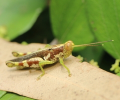 Pirithoicus ophthalmicus