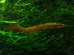 Macrognathus aculeatus