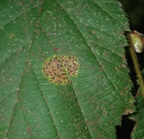 Mamianiella coryli, 2025-09-09