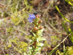 Lobostemon argenteus