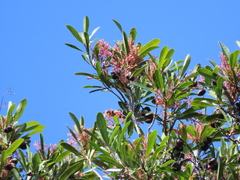 Placospermum coriaceum