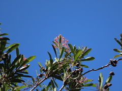 Placospermum coriaceum