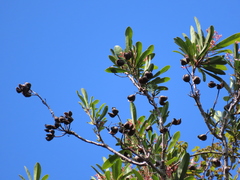 Placospermum coriaceum