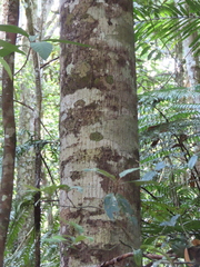 Placospermum coriaceum