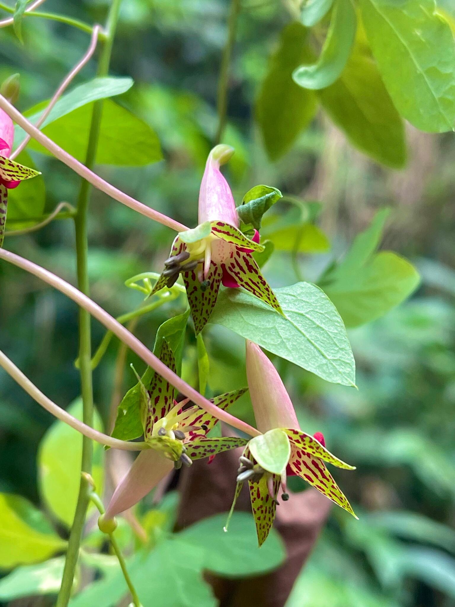 Tropaeolum pentaphyllum