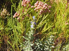 Lobostemon argenteus