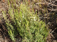 Lachnaea filicaulis