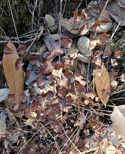 Maidenhair Fern winter