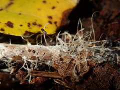 Etheirodon fimbriatum