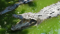 Crocodylia