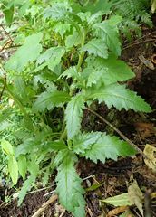 Senecio biserratus