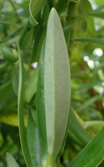 Veronica dieffenbachii
