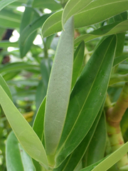 Veronica dieffenbachii