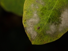 Erysiphe symphoricarpi