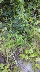 Pogonatherum crinitum