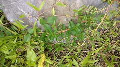 Ludwigia adscendens